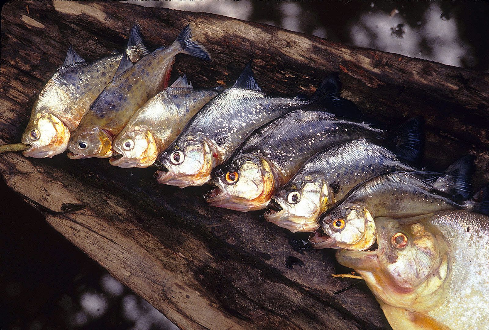 Black piranha after the catch