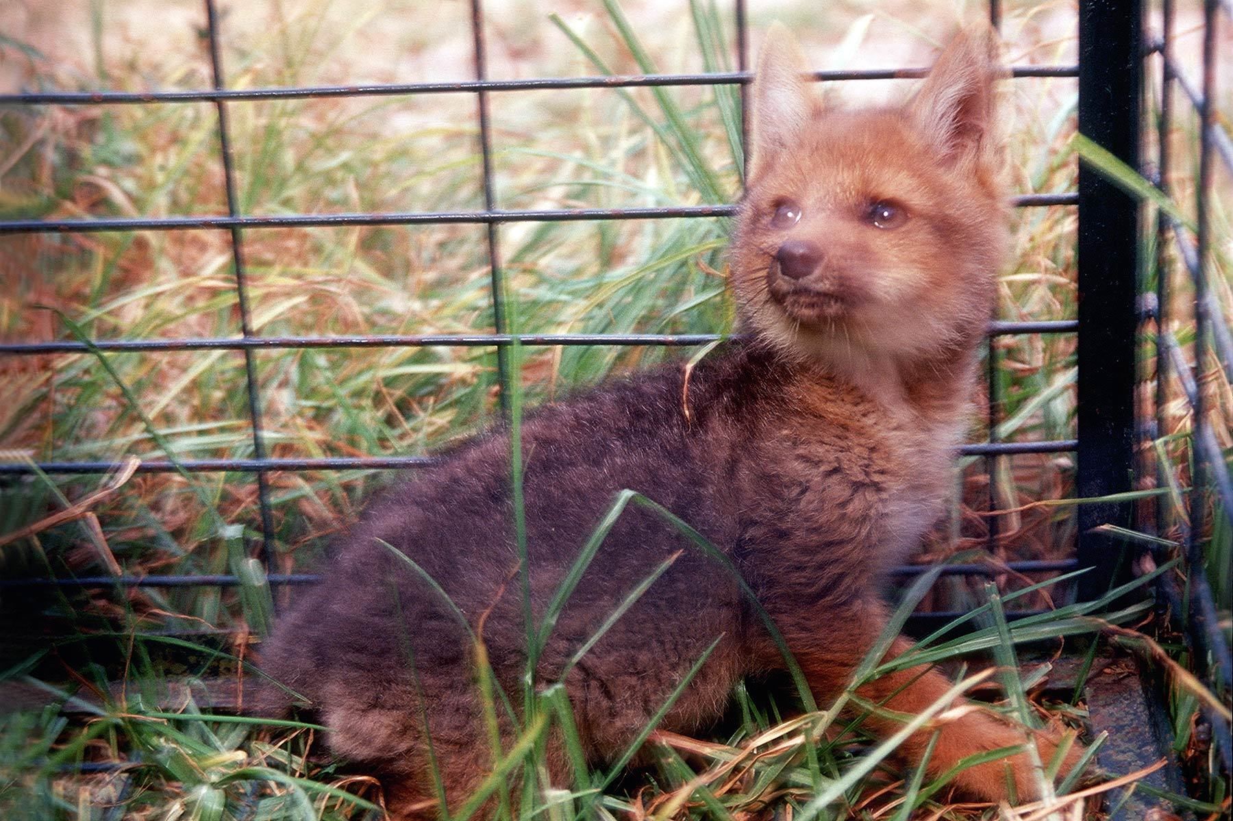 Andean Fox