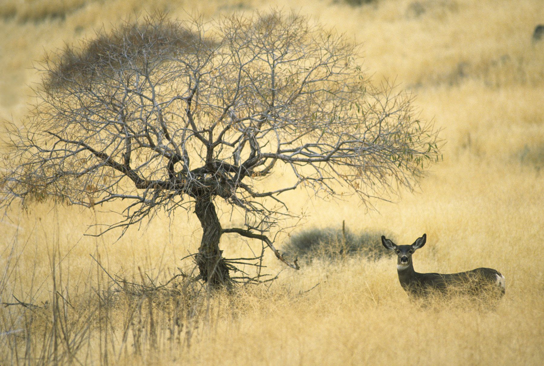 Tulelake National Wildlife Refuge