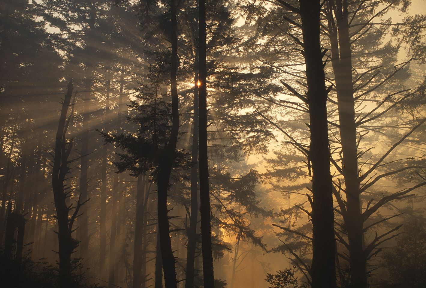 D28513BF_Vision Fire Douglas fir forest near Sky Trail afternoon sunburst-.jpg