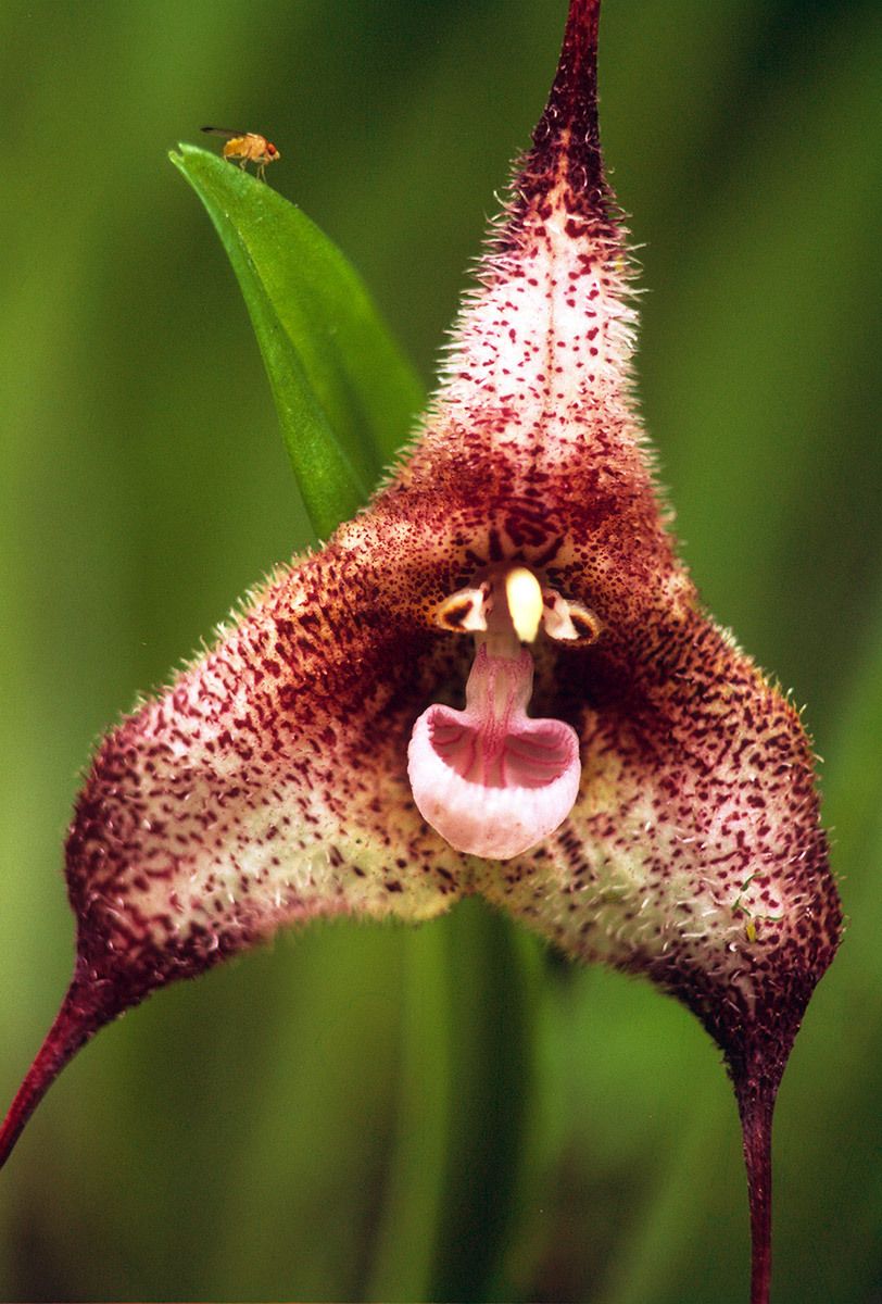 Cloud Forest Orchid