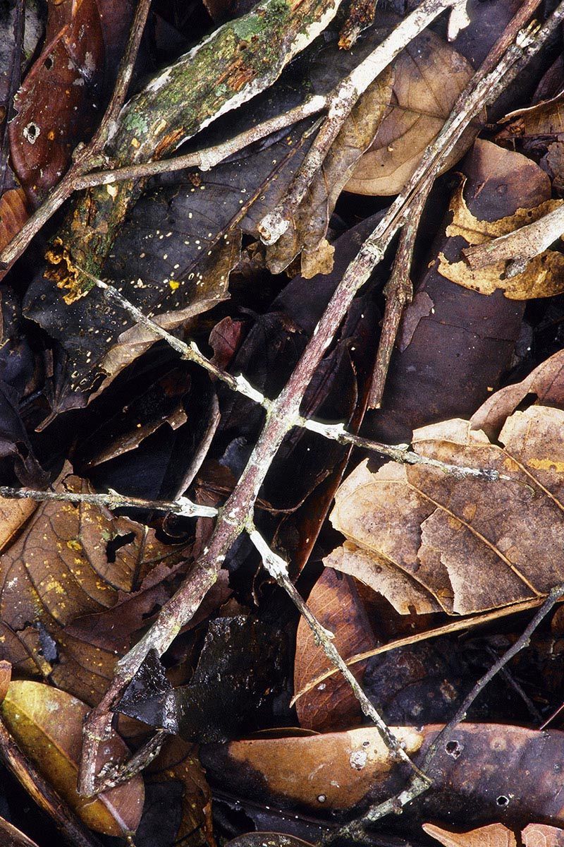 Camouflage on the rainforest floor