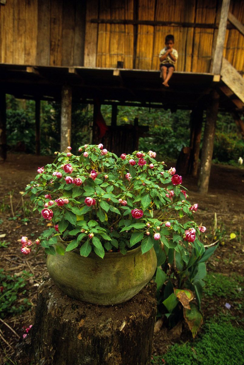 Lowland Quichua home