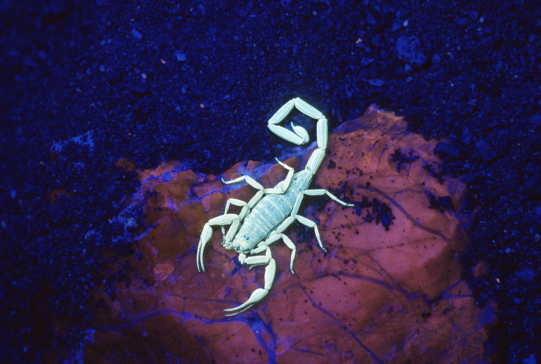 Scorpion, Mexico
