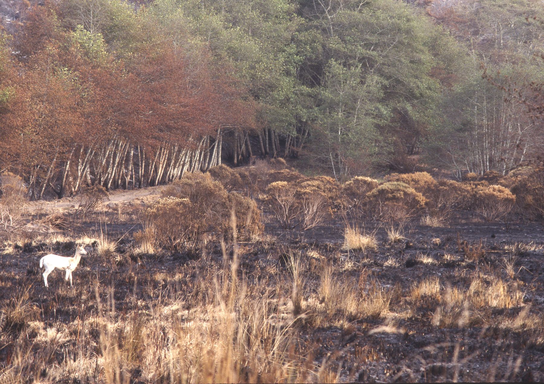 D28424BF_Melanistic Fallow deer enters burn area near Youth Hostel Pt Reyes Vision Fire 1995.jpg