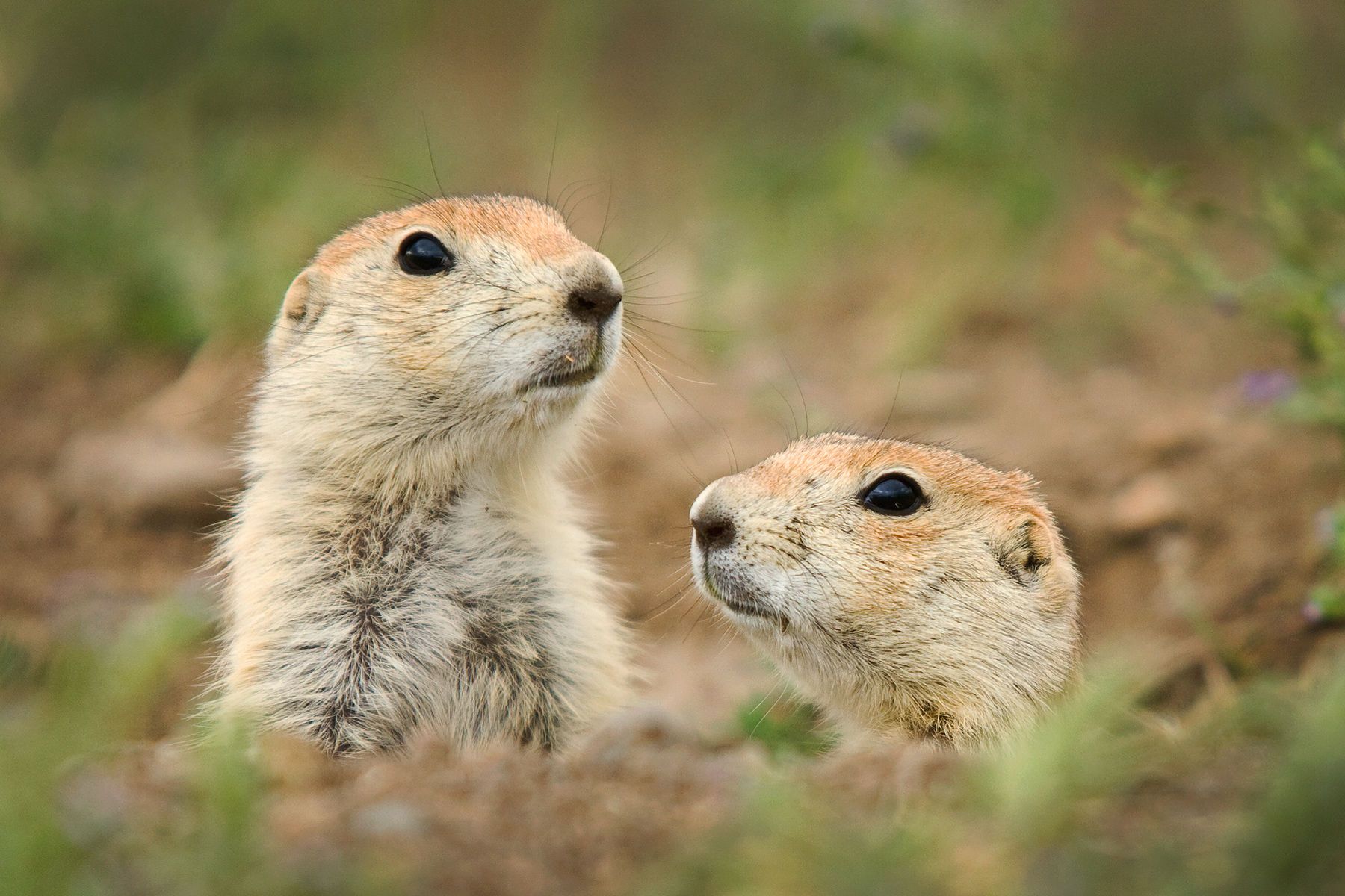 Black-tailed prairie dogs