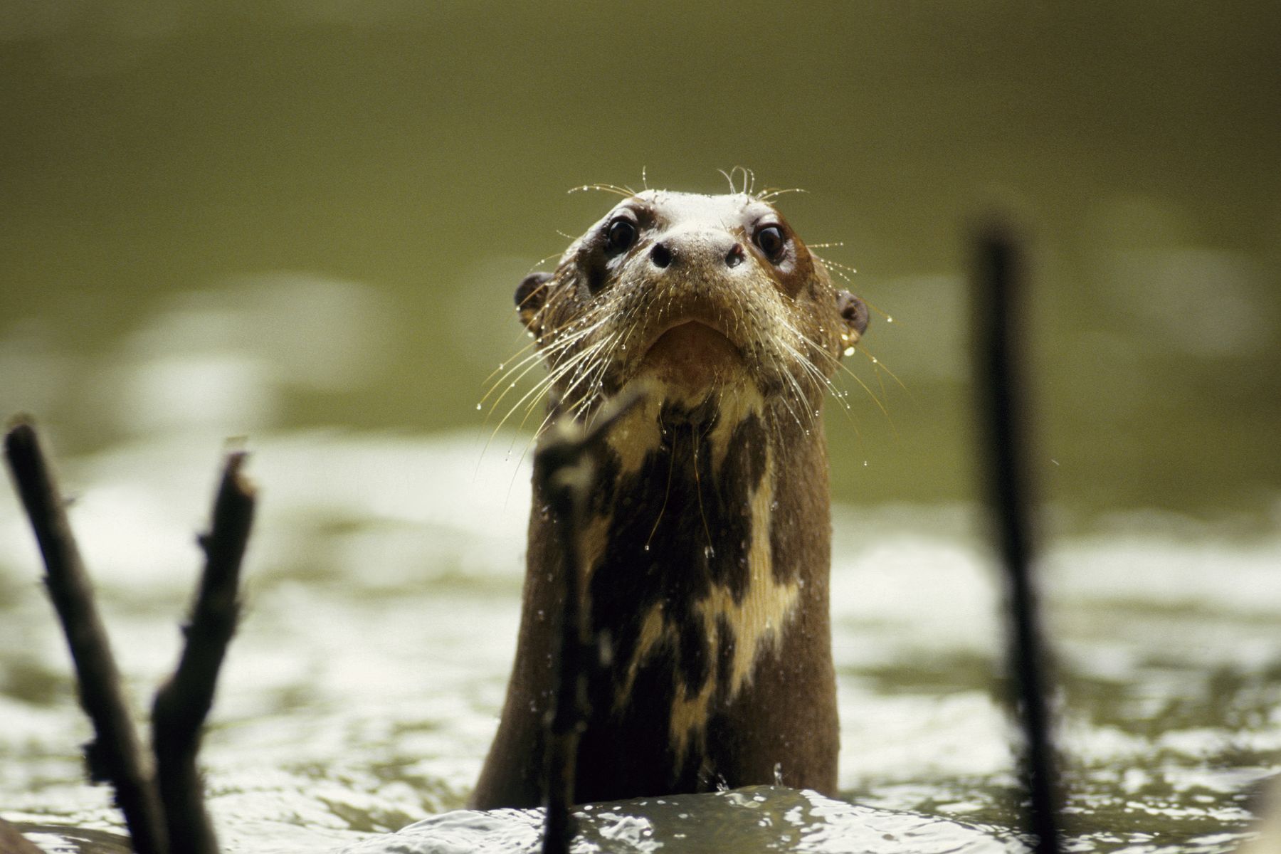 Giant-river-otter-A29360BFm_2752px.jpg