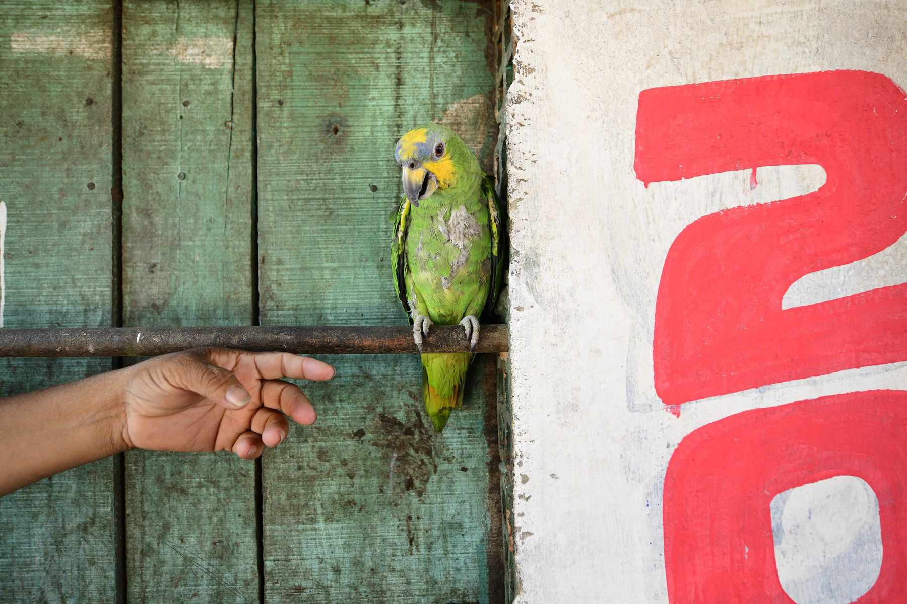 parrot-in-belen_D850236.jpg