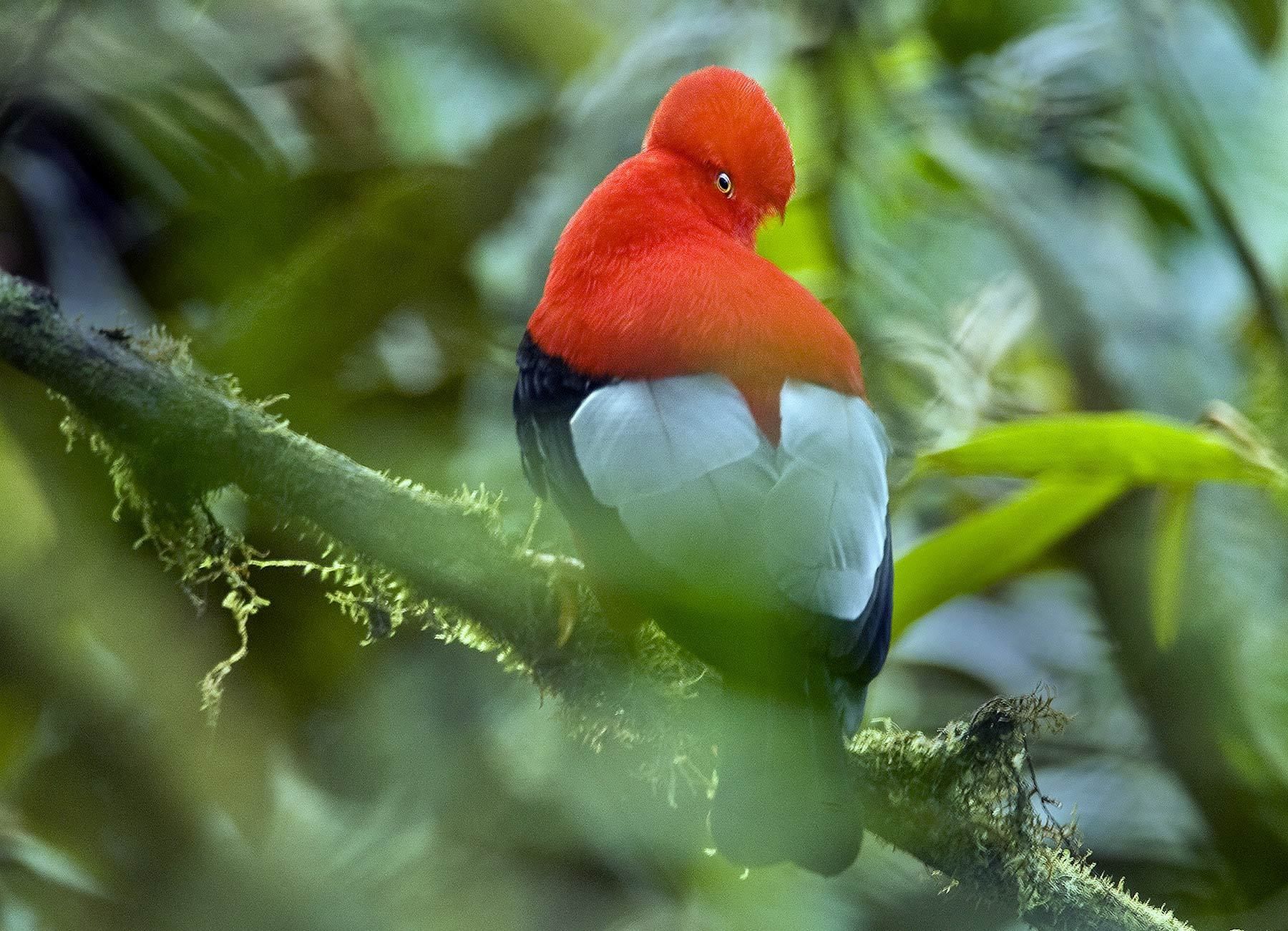 Andean Cock-of-the-Rock