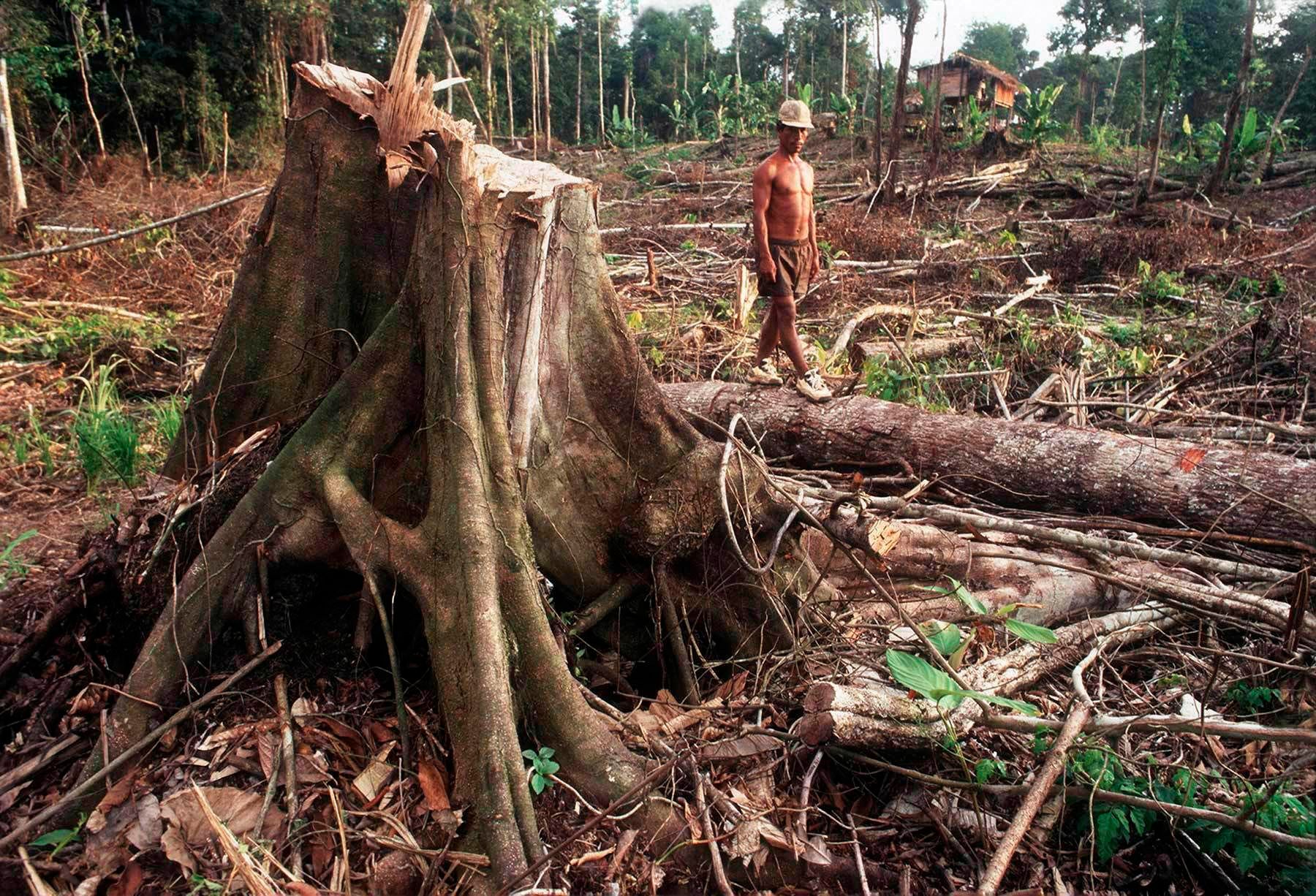 A4852BF_San Lorenzo deforestation with man.jpg