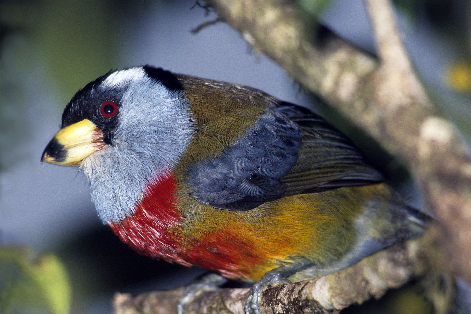Toucan Barbet, Otonga Cloud Forest Reserve