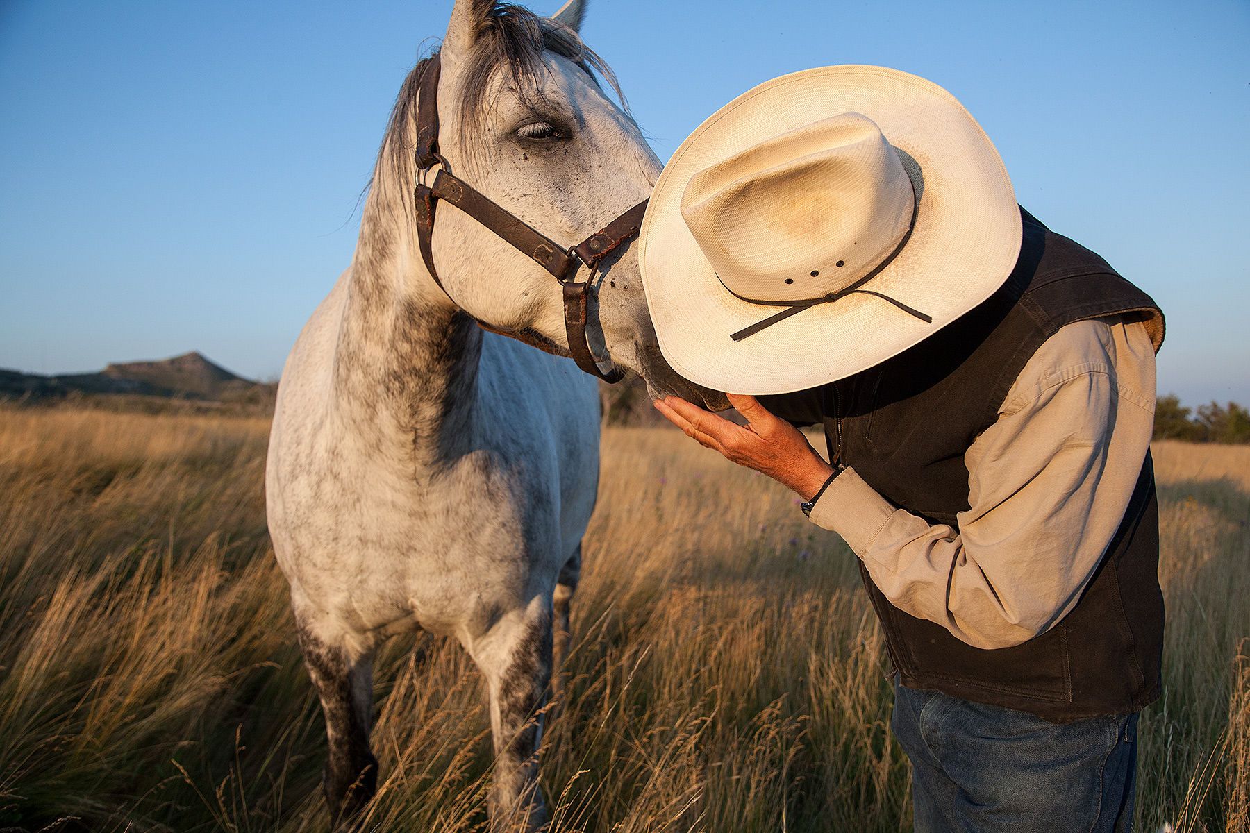 Horses in our history