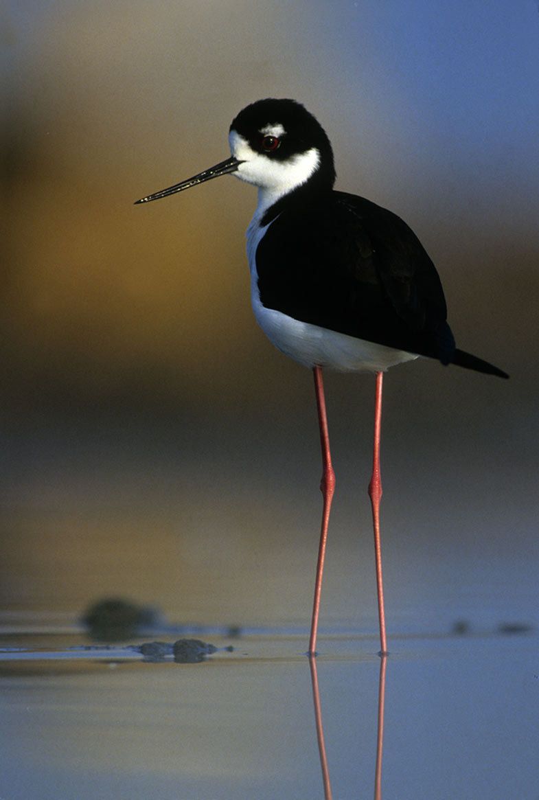 Black-necked Stilt