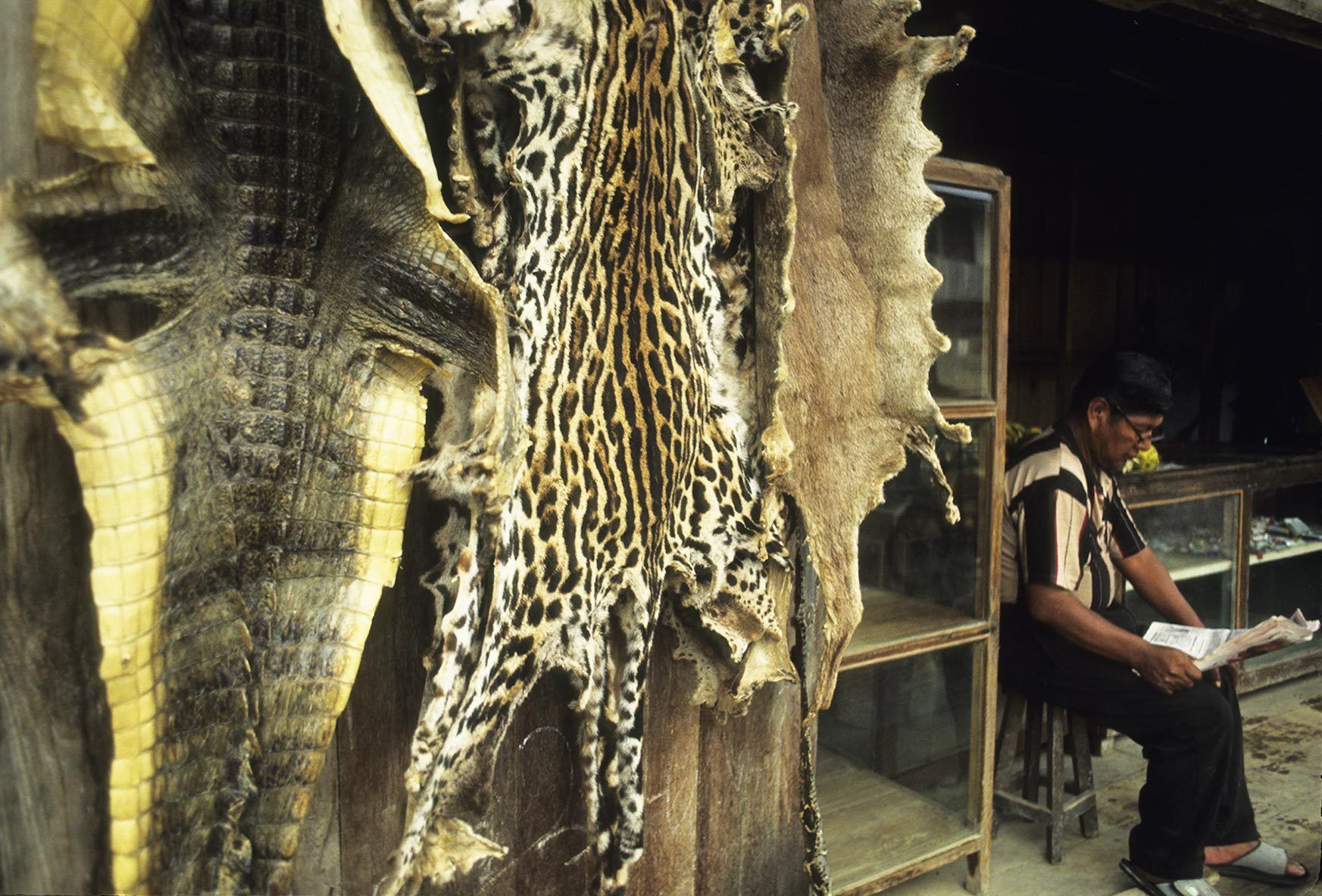 For Sale: Endangered Species.This shop owner in the coastal Ecuadorian town of Esmeraldas offered these skins for a mere 10 dollars each.  From left to right are pelts of the American alligator, ocelot and river otter.  The sale of these animals or their 