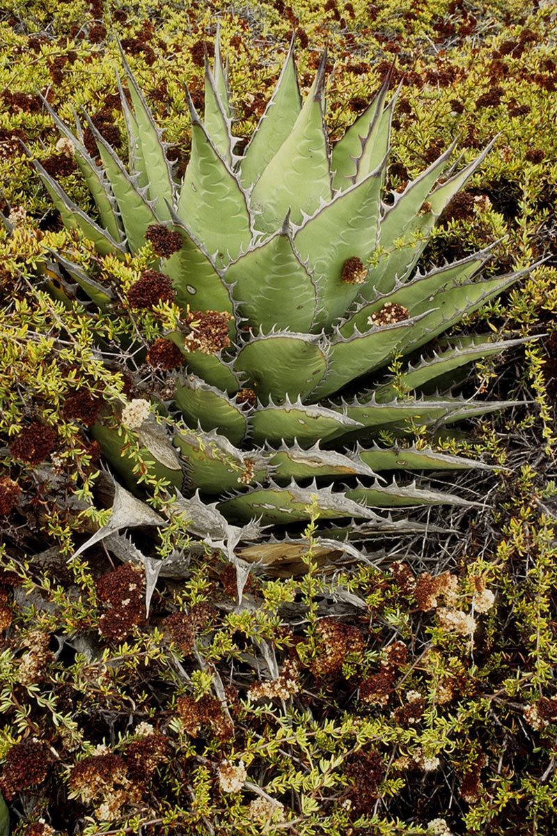 Textures of the coastal sage ecosystem