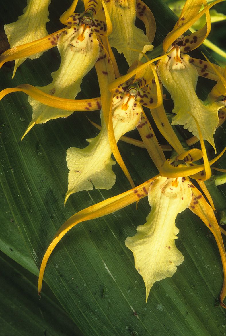 Beautfy of orchids