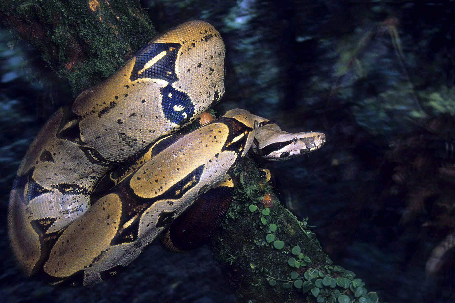 Boa constrictor
