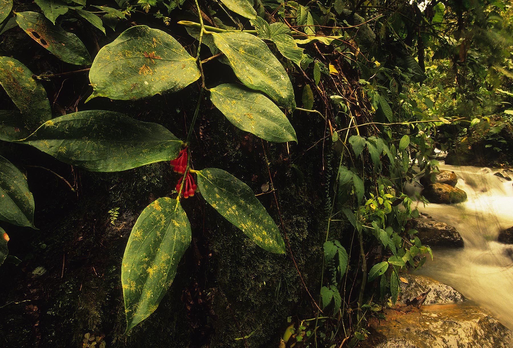 Cloud Forest stream