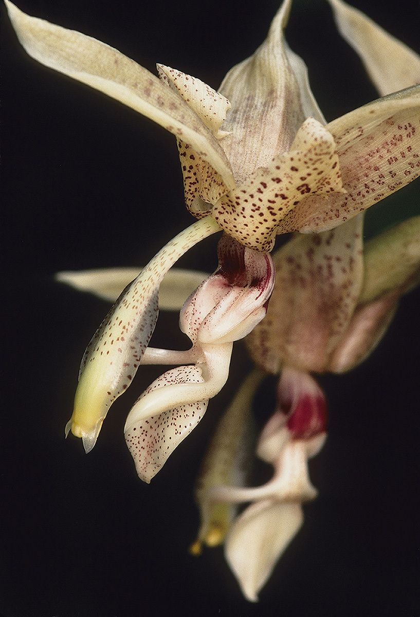 Orchids of the new world tropical forests