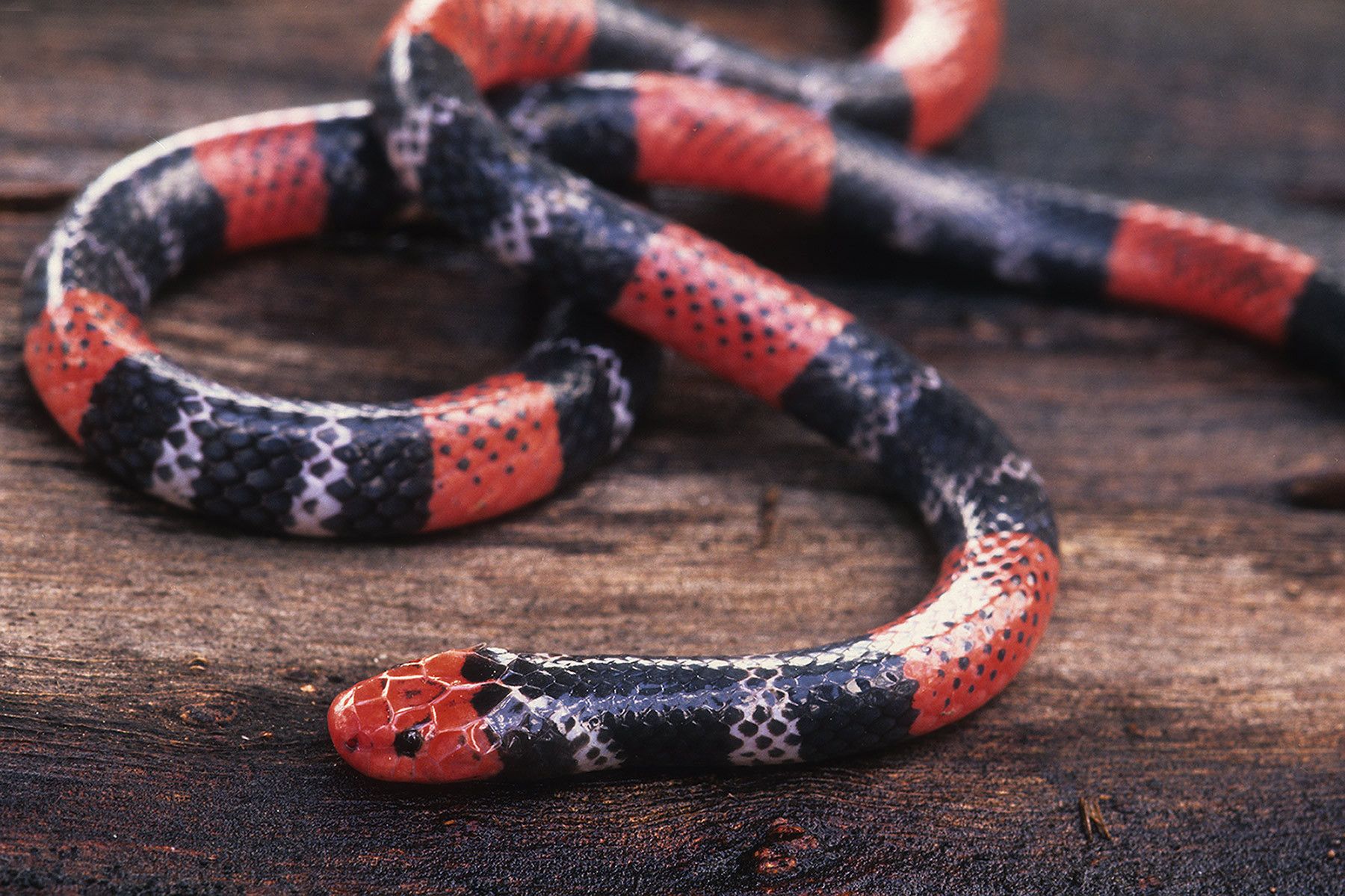 Coral snake (Micrurus sp.)