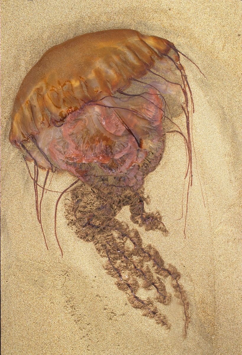 Pacific sea nettle or Brown jellyfish (Chrysaora fuscescens)