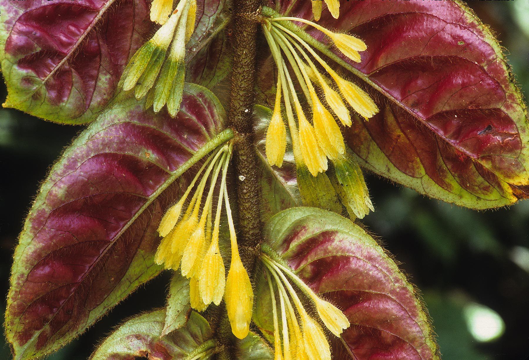 Cloud Forest flora