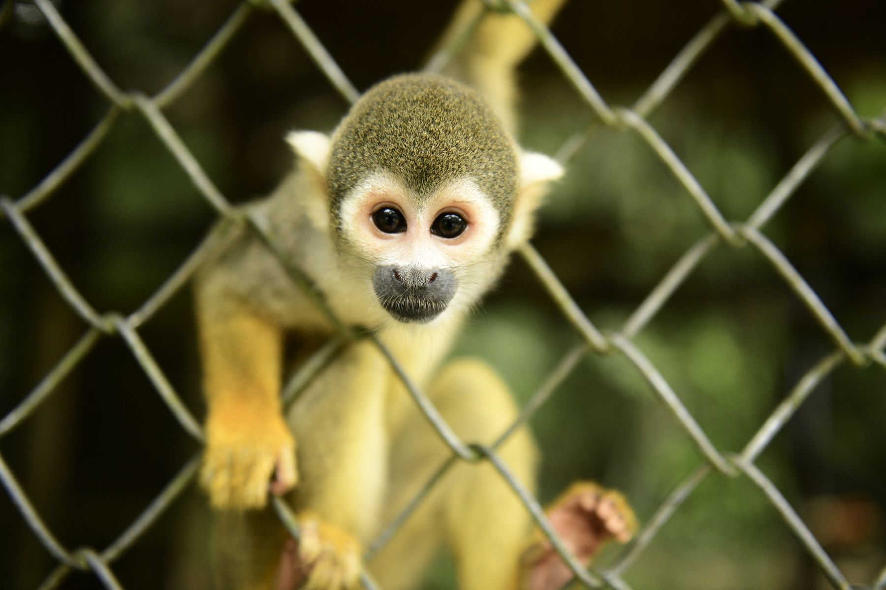 Squirrel-Monkey_D859027_2750px.jpg