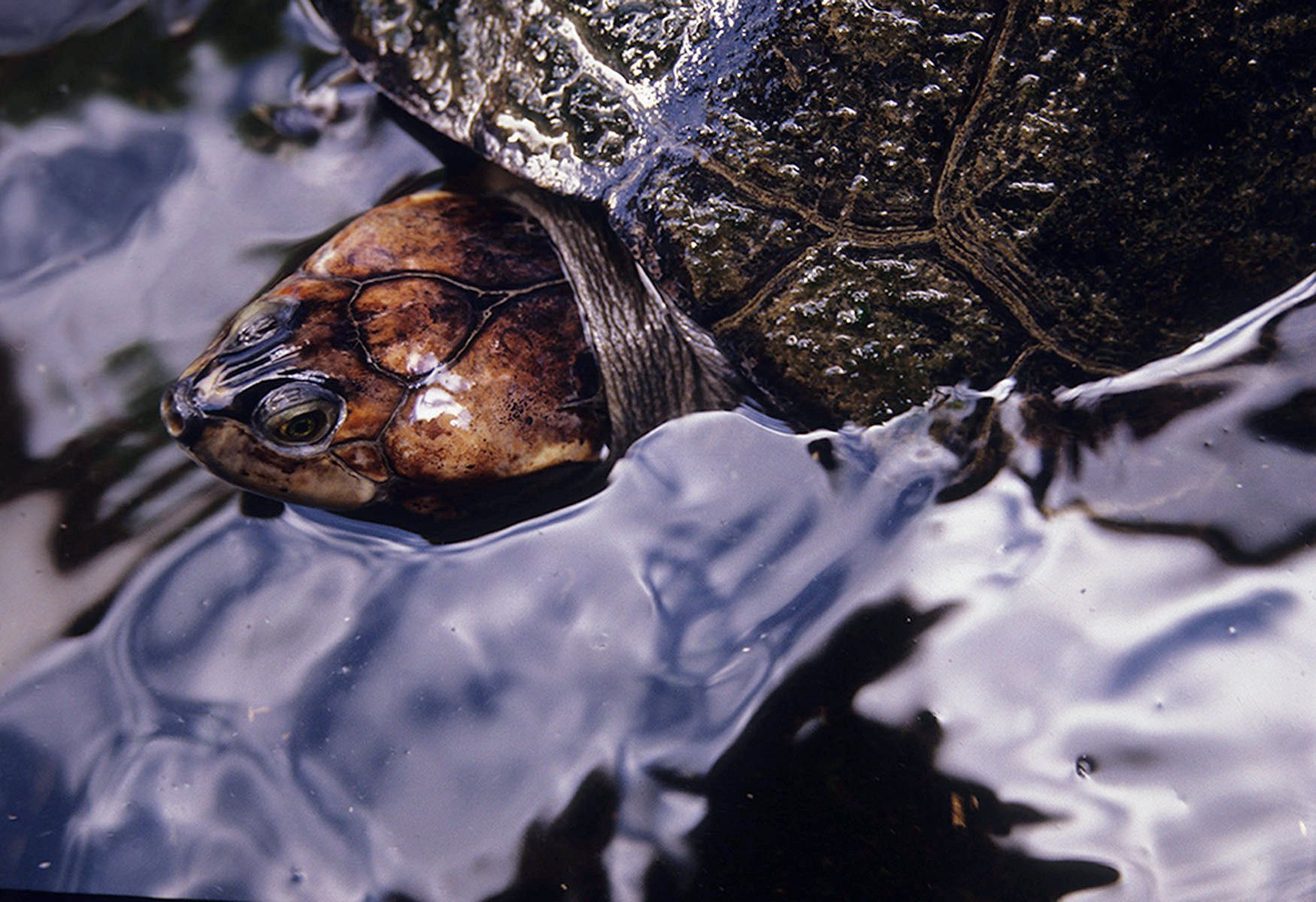 River willdlife conservation in the upper Amazon. Families along Amazonian Ecuador's Arajuno are now forming a captive breeding and restoration program for the endangered Yellow-spotted river turtle (Podocnemis unifilis).  At the same time, a native reveg