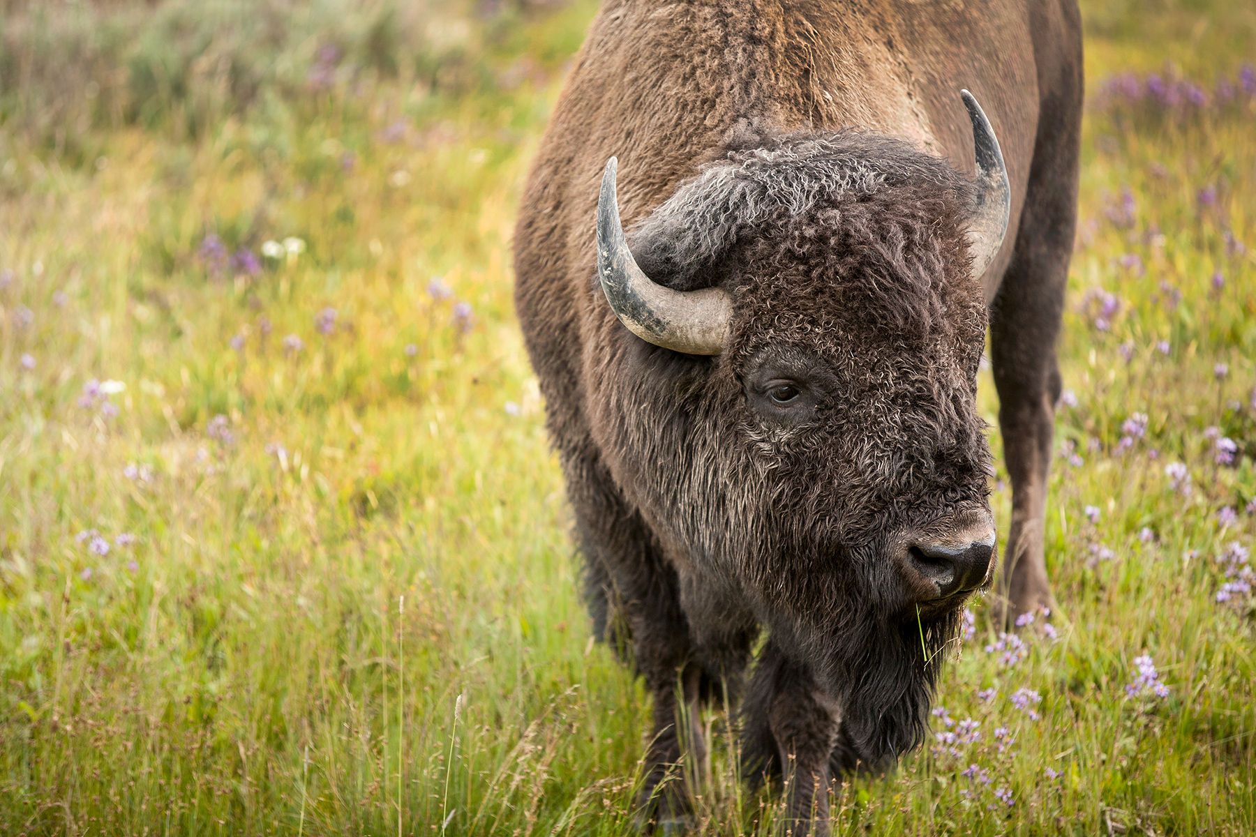 Plains bison