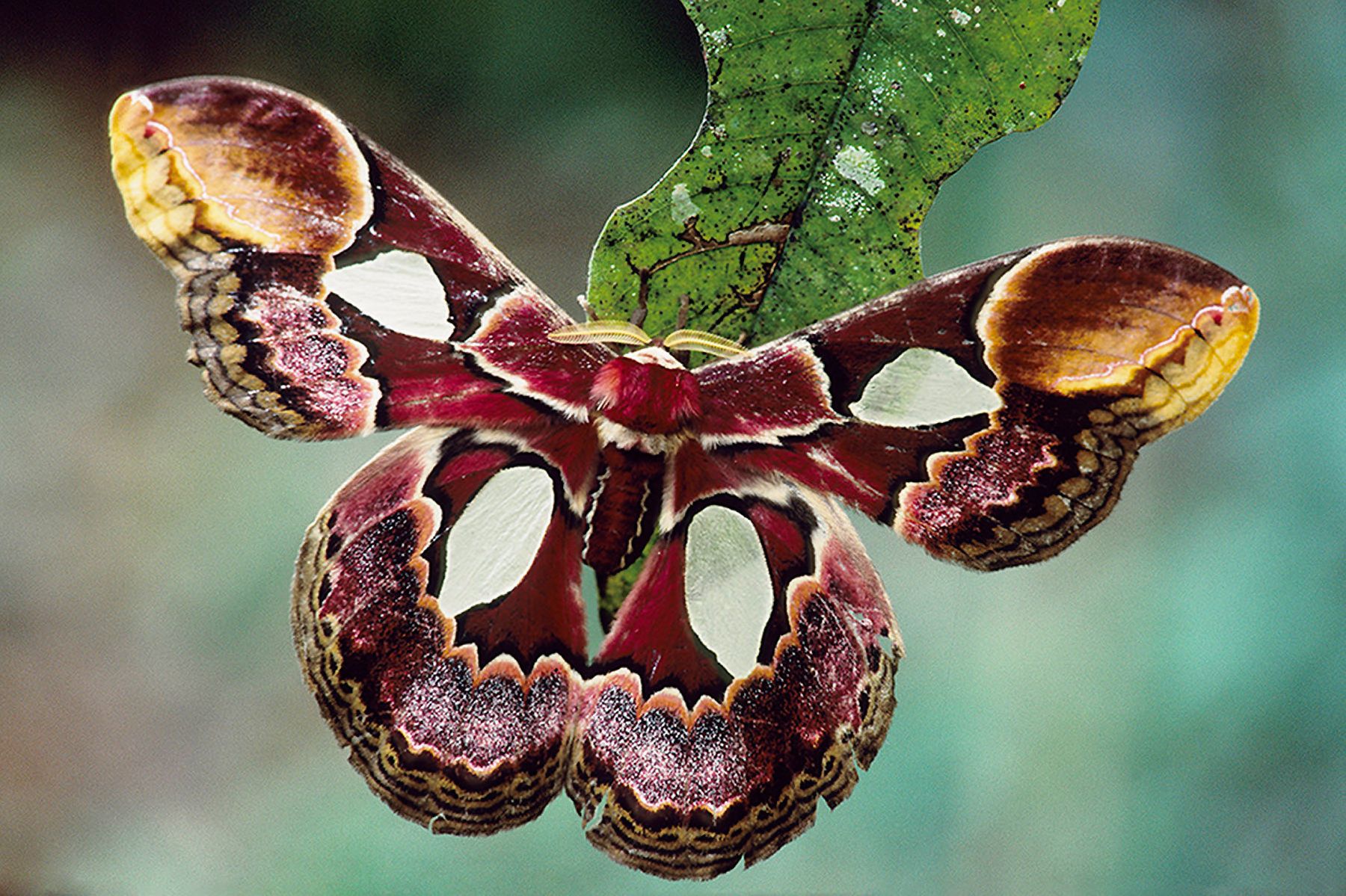 Sleeping beauty of the rainforest