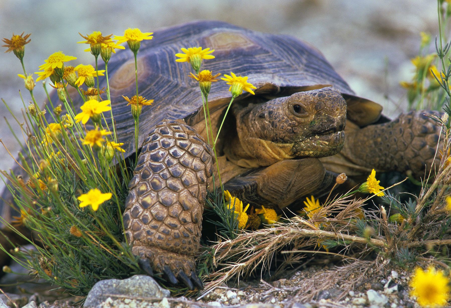 Desert Tortoise