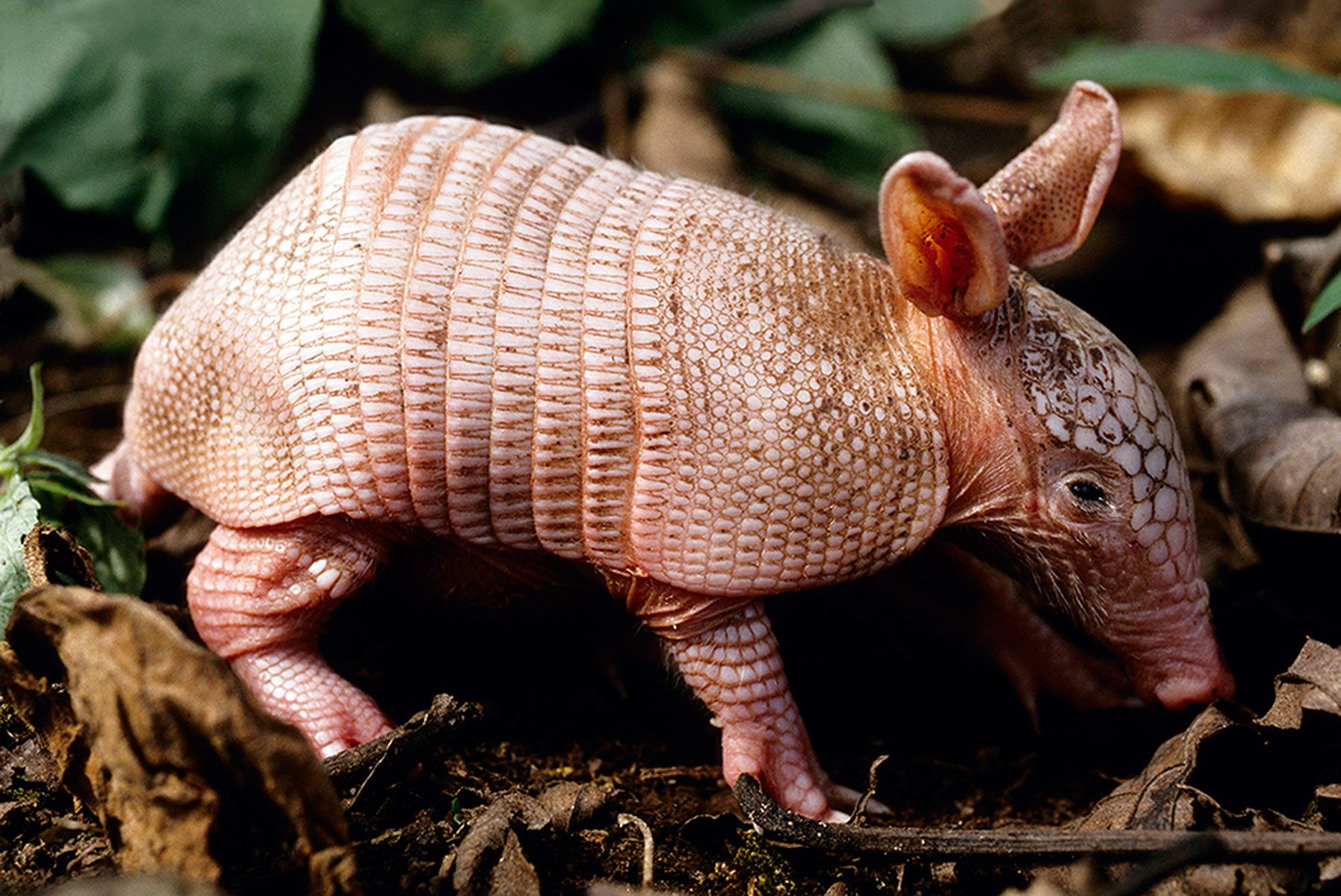 Baby Armadillo