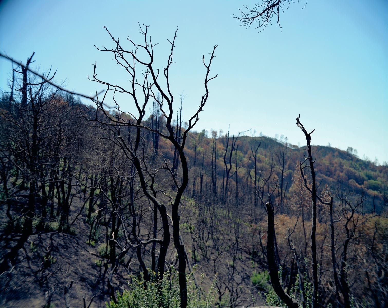 Summit Road is a windy and often narrow dirt route into the area burned on the mountainous border of Santa Cruz and Santa Clara counties.  In all 4,270 acres were consumed.  The day I was there one could hear shotgun blasts echoing off of the canyons.  Needless to say this was positive reinforcement to not intrude on private property 2008 Summit Fire, Santa Cruz Mountains, CA