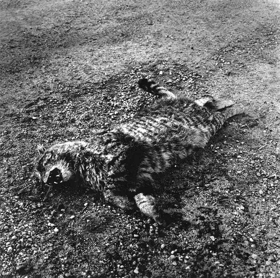 1dead_cat__tehachapi_web