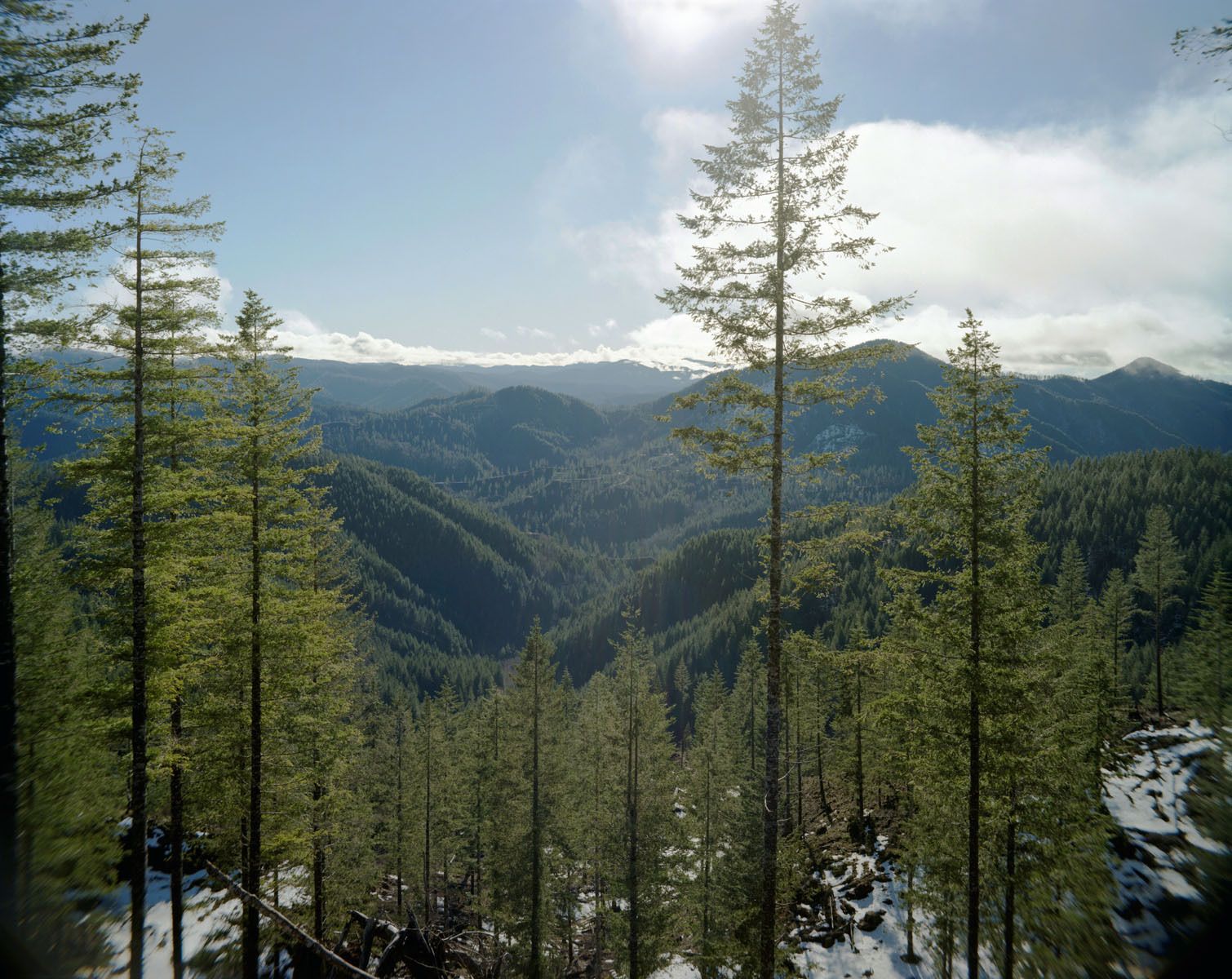 Four catastrophic fires burned every six years, each having been ignited accidentally by logging operations.  Nearly 350,000 acres were devastated and existed as an endless wasteland of charred trees well into the 1970's.  The entire forest has been re-planted and represents a 70-year effort of re-seeding coordinated through government agencies, schoolchildren, volunteers, and prisoners.  This is the largest such effort ever conceived in United States history. 1933-51 Tillamook Burn, Oregon-58 Years After Last Fire