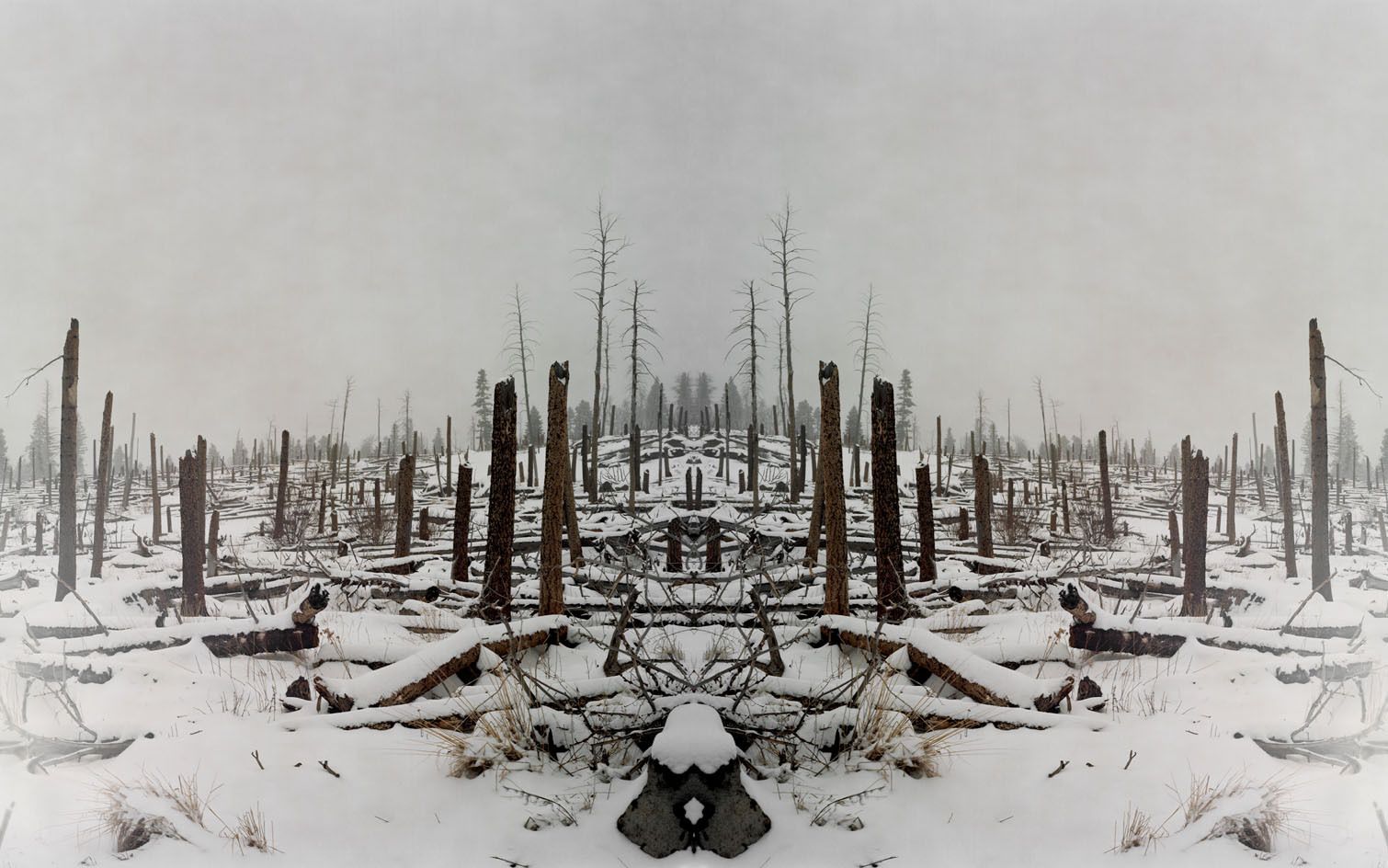 1998 Oso Complex Fire-11 Years Later