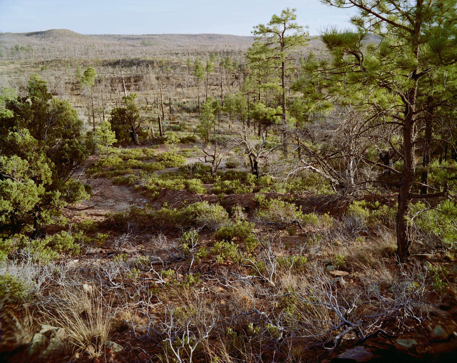 Originally two separate incidents, the Rodeo Fire started by an arsonist, and the Chediski by a stranded motorist, these fires eventually merged and consumed 467,066 acres in the summer of 2002.  The largest wildfire in Arizona history, several towns were evacuated and saw homes destroyed, Show Low among them. 2002 Rodeo-Chediski Fire, Show Low, Arizona-6 Years Later
