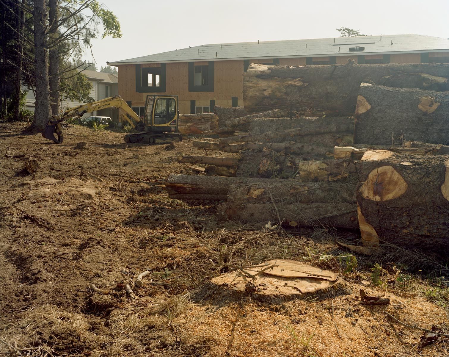 1old_growth_brookings_web