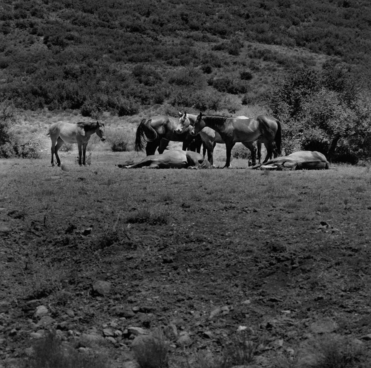 1horses__skull_valley__az_web