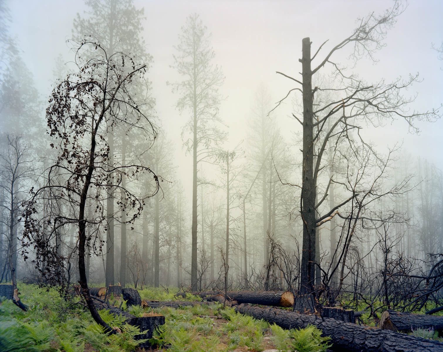 The Martin Fire forced the evacuation of Bonny Doon and a few other unincorporated communities in the Santa Cruz mountains.  Several homes were destroyed in the incident and another photograph depicts Steve Sohl & Ryan Koch, who saved their house through an exhaustive all night battle with the neighboring flames.  There was another fire only two months after this picture was taken which again forced the evacuation of the same area. 2008 Martin Fire, Bonny Doon, California-1 Year Later