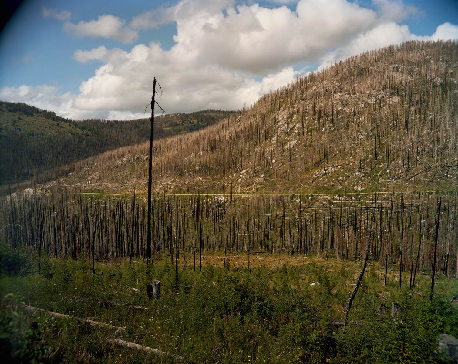 The Tripod Fire was a mega-fire that surpassed 500,000 acres.  This isolated location is roughly twenty miles west of Tonasket and at its perimeter less than 5 miles from the border with British Columbia.  The undergrowth is now lush but the rolling hills of dead snags thickly populate a wilderness devoid of human presence. 2006 Tripod Fire, West of Tonasket, Washington-3 Years Later