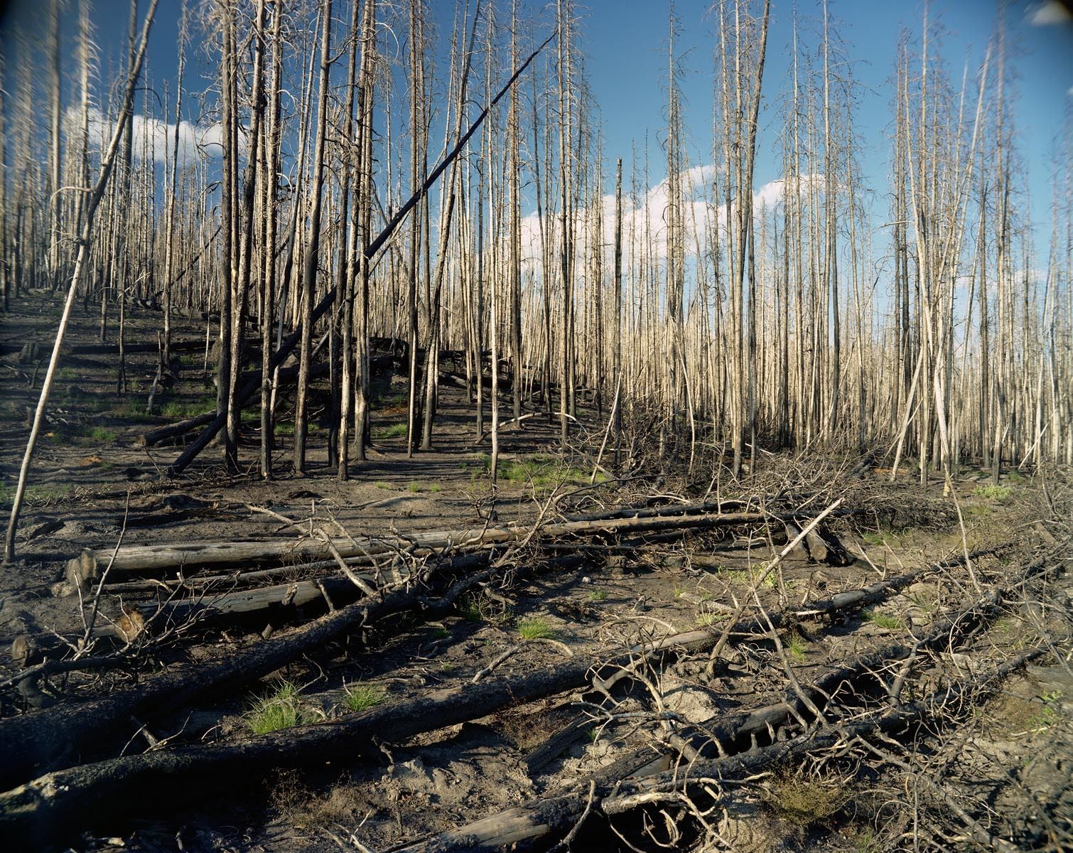 A lightning strike started the Arnica fire on September 13th 2009.  The wildfire slowly grew to consume over 9,000 acres of the Yellowstone National Park and particularly areas close to Yellowstone Lake.  The burn still appears fresh as of August 2011. 2009 Arnica Fire, Yellowstone National Park, Wyoming-2 Years Later