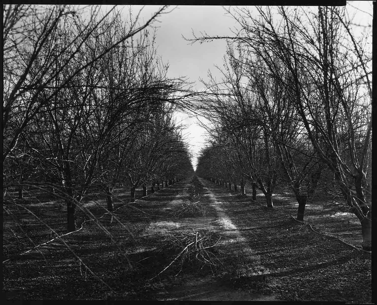 1vineyard_web