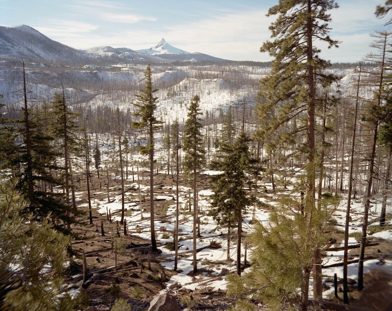 95,000 acres burned in this fire that eventually crossed both sides of Highway 20 in the Central Cascades of Oregon.  This view is towards the southwestern extent of the damage with the glacier on Mount Washington visible near the center of the photograph. 2003 B & B Complex Fire, Central Cascades, Oregon-6 Years Later