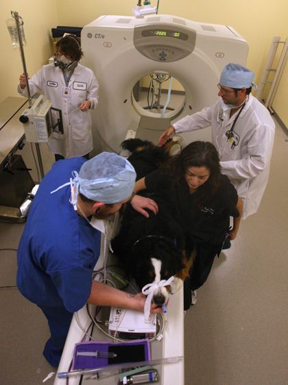 Dog being readied for a CAT Scan