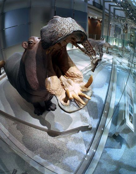 Hippopotamus exhibit - Mammal Hall, National Museum of Natural History