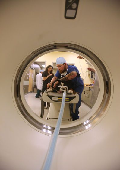Dog being readied for a CAT Scan, looking out through machine portal
