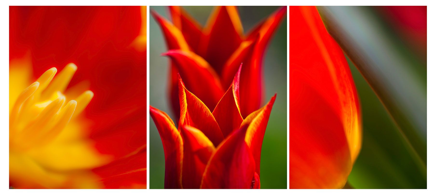 Triptych Spring Tulips