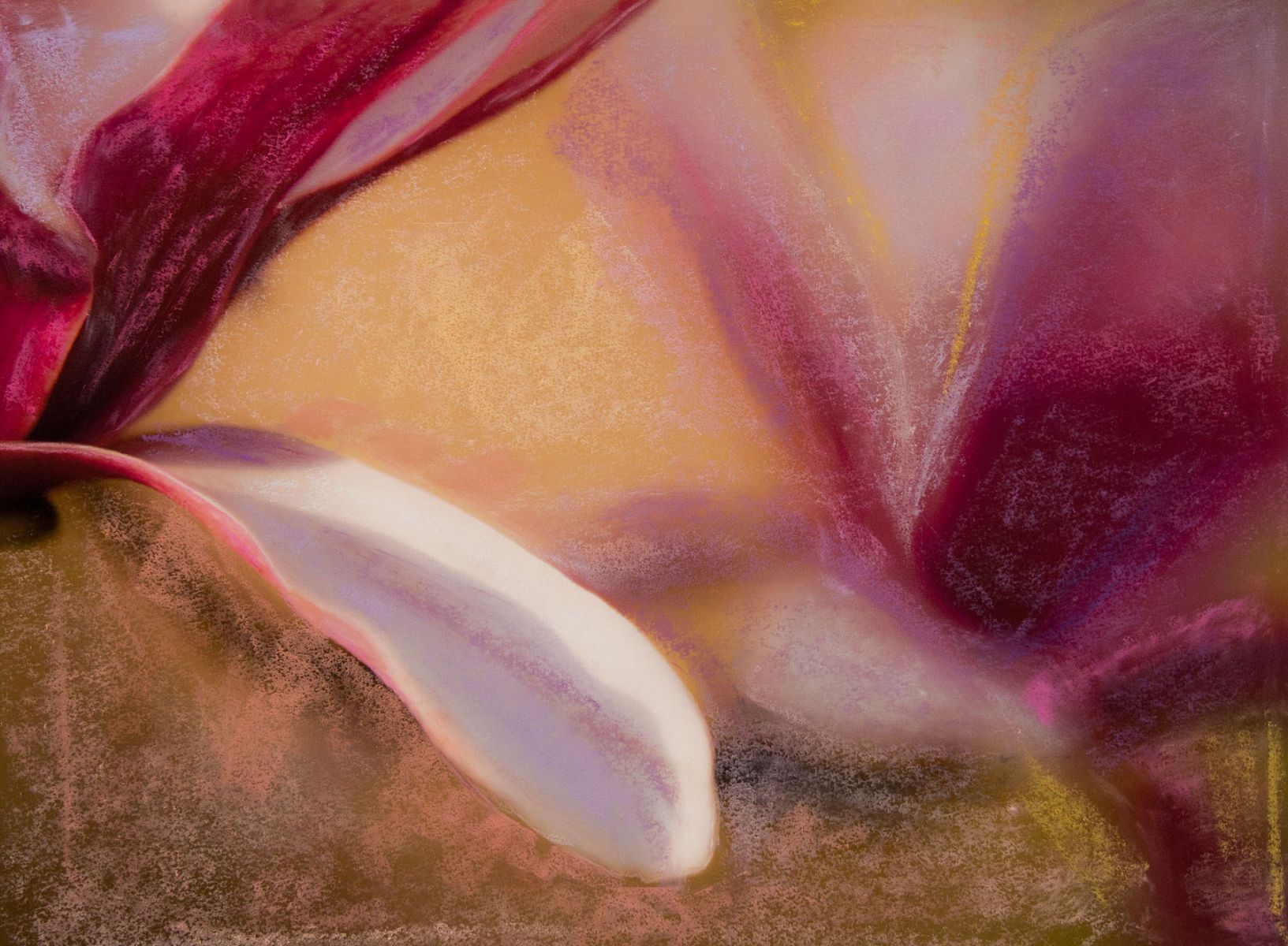 Mixed Media Photography
PanPastel , Chalk & Pastel Pencil Magnolia Close-up