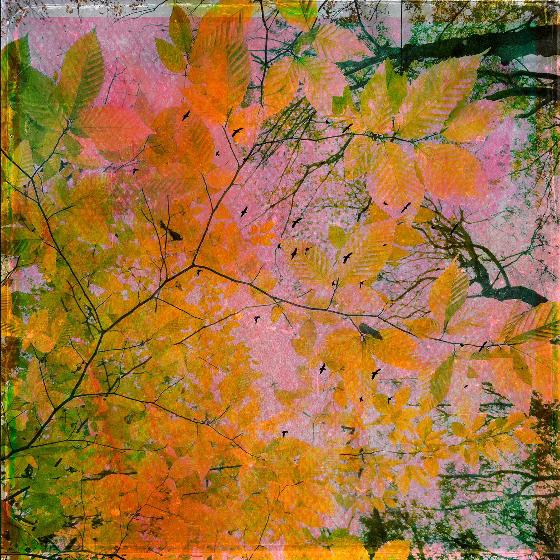 Double Exposure  & Textures Autumn Colors